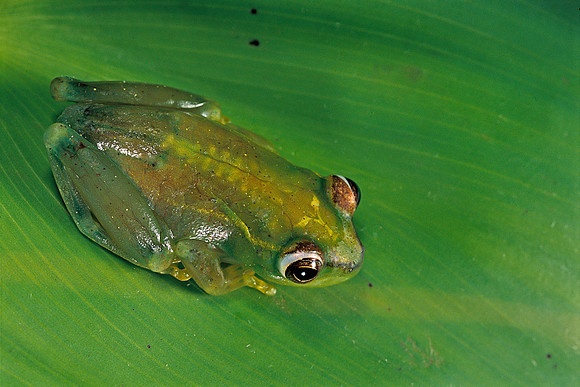 Hyperolius sp.