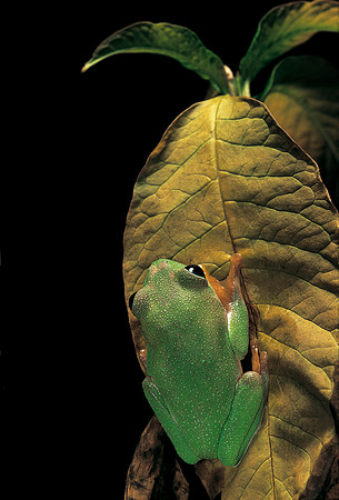 Agalychnis moreletii
