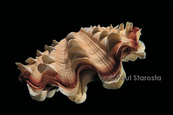 Tridacna noae