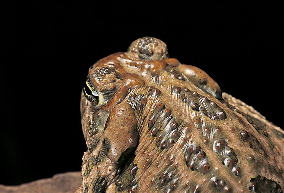 Anaxyrus cognatus (crapaud des steppes)