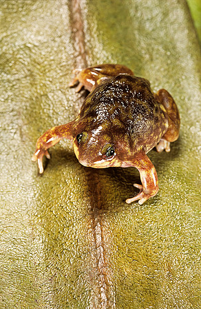Hemisus marmoratus