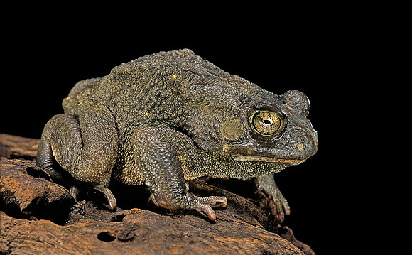 Amietophrynus regularis