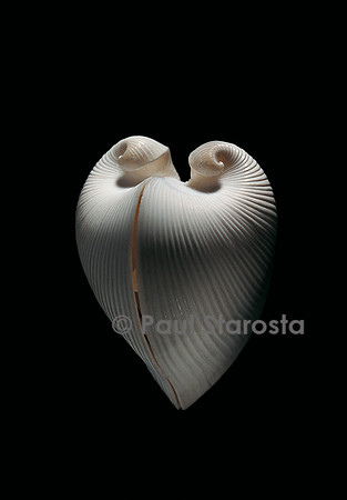 Meiocardia moltkiana