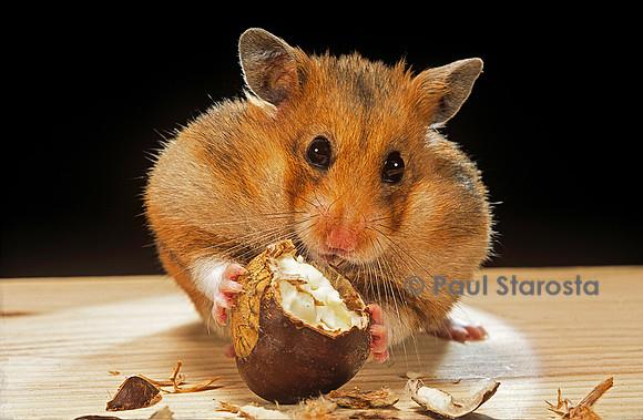 Mesocricetus auratus (hamster doré) - mangeant une châtaigne