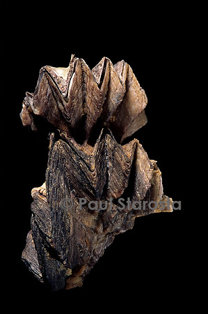 Lopha cristagalli