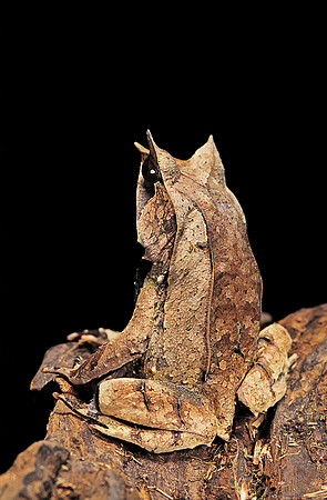 Megophrys nasuta (grenouille feuille)