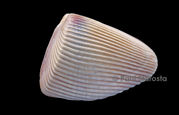 Donax madagascariensis