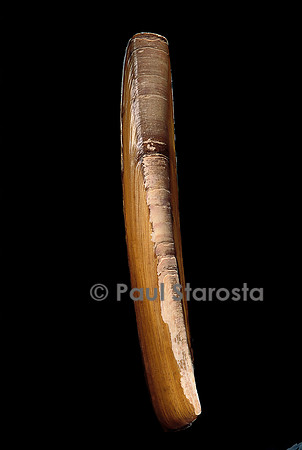 Ensis ensis (couteau)