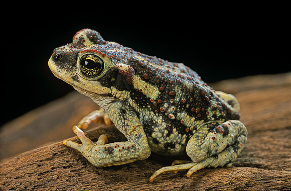 Rhinella spinulosa