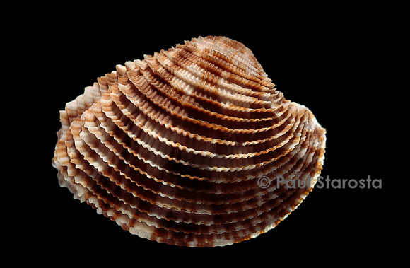 Antigona lamellaris