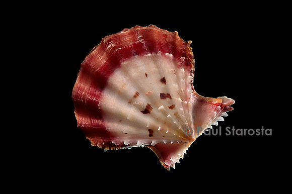 Chlamys rastellum