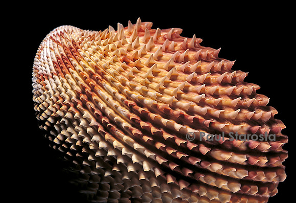Trachycardium isocardia