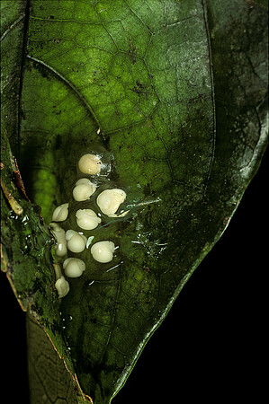 Leptopelis sp. - œufs