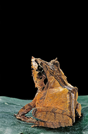 Ceratobatrachus guentheri