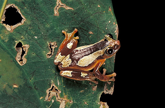 Afrixalus dorsalis