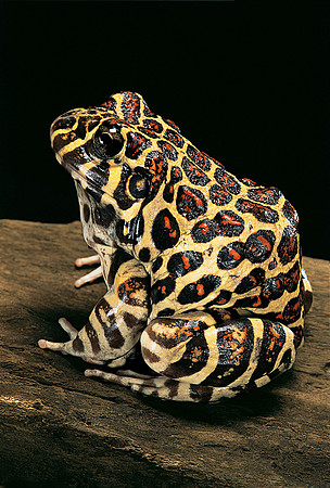 Leptodactylus laticeps