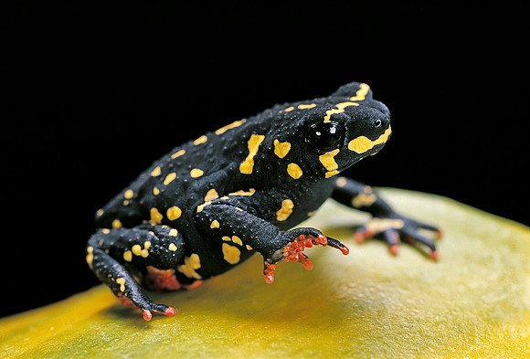 Melanophryniscus stelzneri