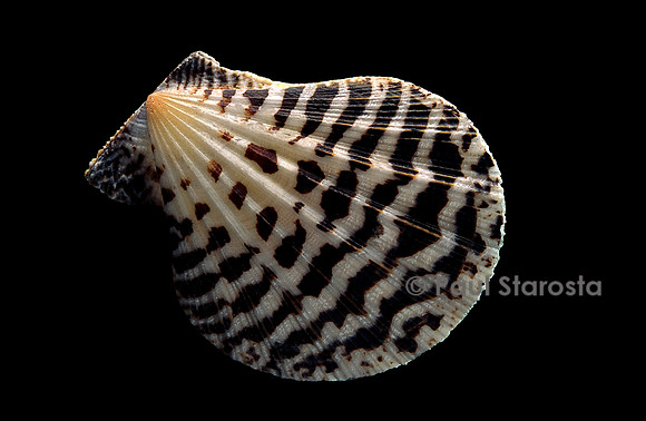 Pecten lignarius