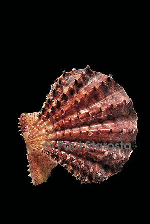 Chlamys rastellum