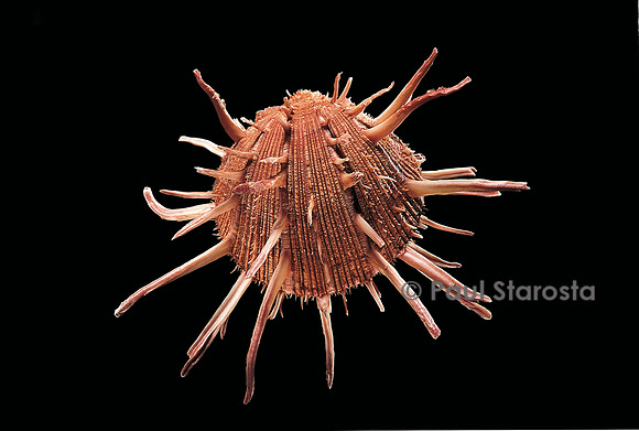 Spondylus regius