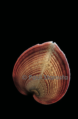 Corculum cardissa