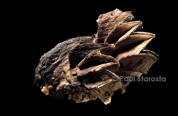 Lopha cristagalli
