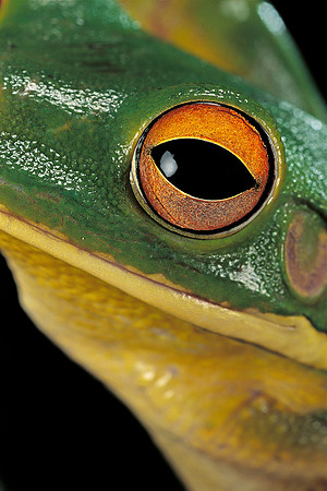 Litoria infrafrenata