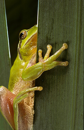 Hyla meridionalis (rainette)
