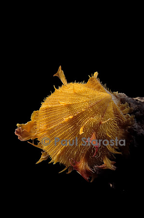 Spondylus imbutus