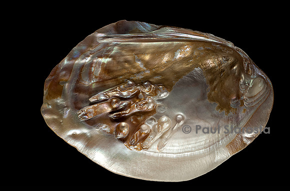 Pinctada sp. (huître perlière)