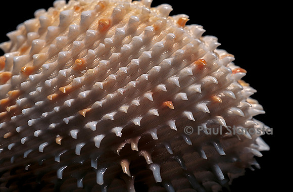 Ctenocardia victor