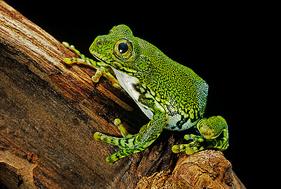 Leptopelis vermiculatus