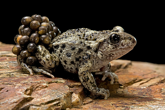 Alytes obstetricans (crapaud accoucheur)