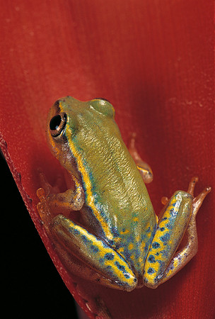 Heterixalus betsileo
