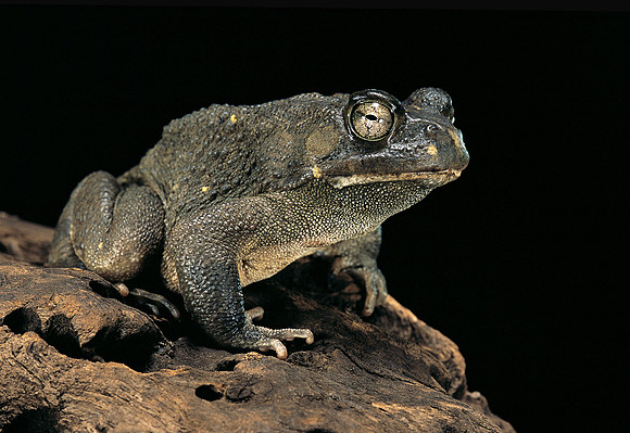 Amietophrynus regularis