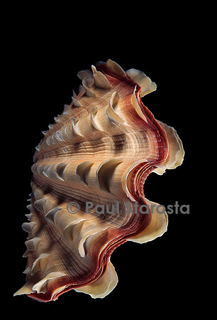Tridacna noae