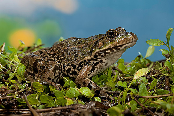 Grenouille verte