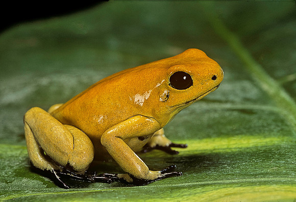 Phyllobates terribilis