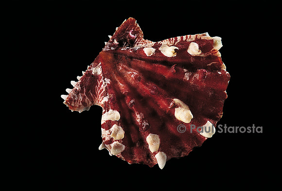 Mirapecten mirificus