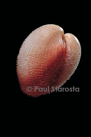 Frigidocardium exasperatum