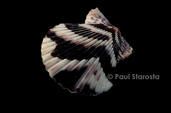 Pecten tranquebaricus