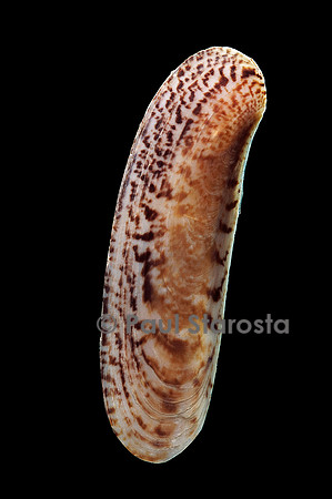 Siliqua winteriana