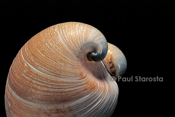 Glossus humanus