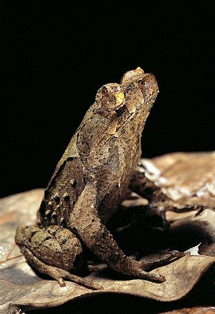 Megophrys longipes