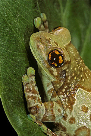 Phrynohyas resinifictrix