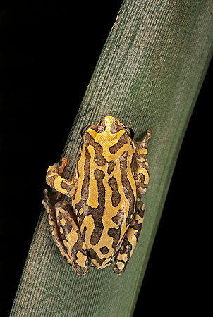 Hyperolius viridiflavus