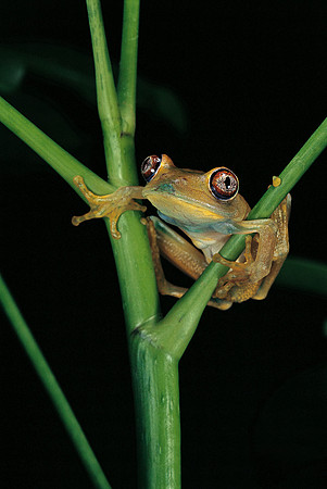 Leptopelis barbouri