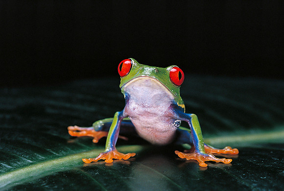 Agalychnis callidryas (grenouille singe)