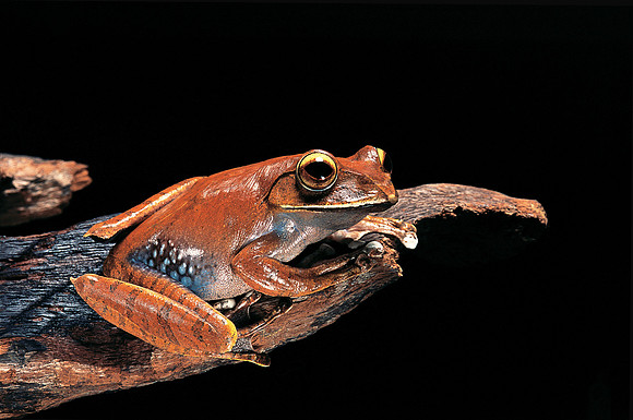 Boophis madagascariensis