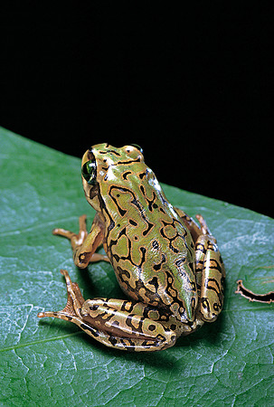 Boophis microtympanum